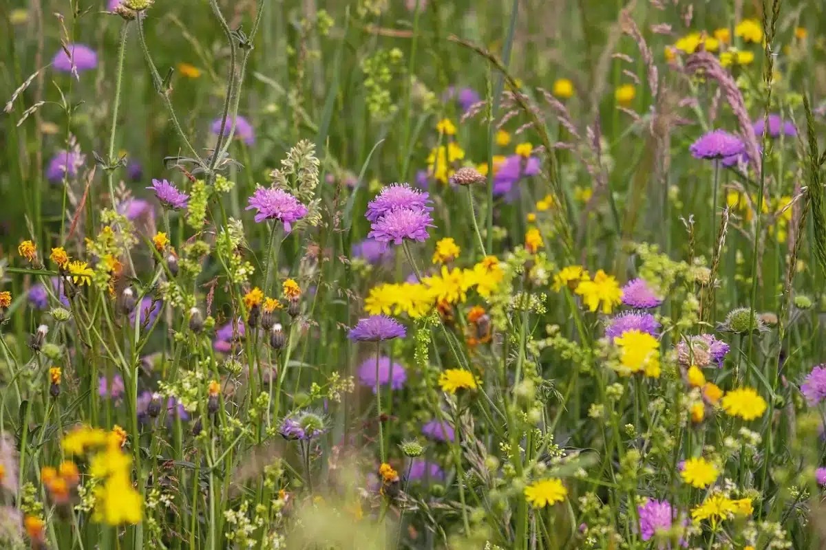 Un champ de fleur de plusieurs couleurs