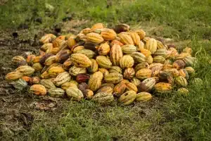 Un tas de graines de cacao