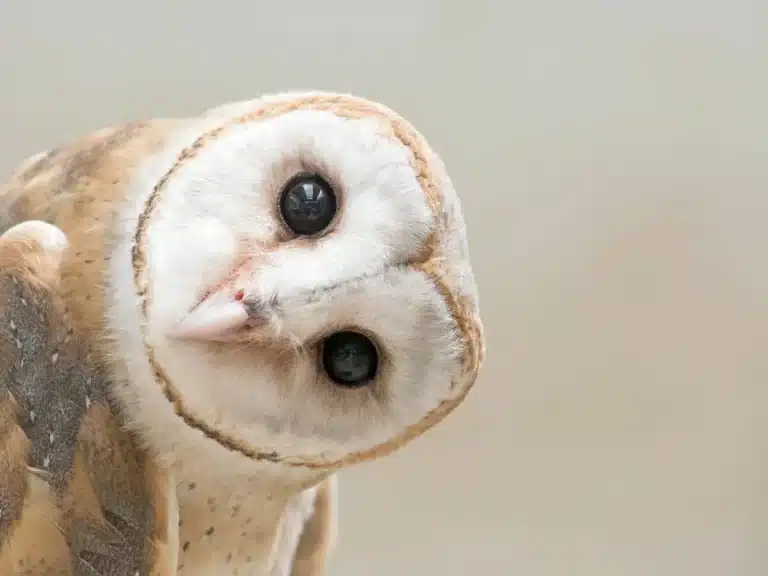 Une chouette qui dévisage