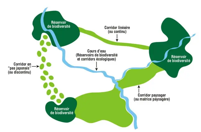 Le dessin de la trame verte et bleue