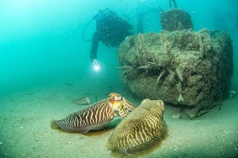 infrastructure écologique