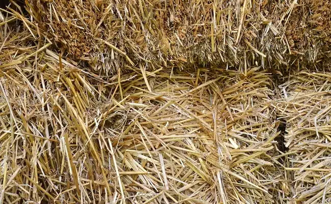 Paille biosourcés