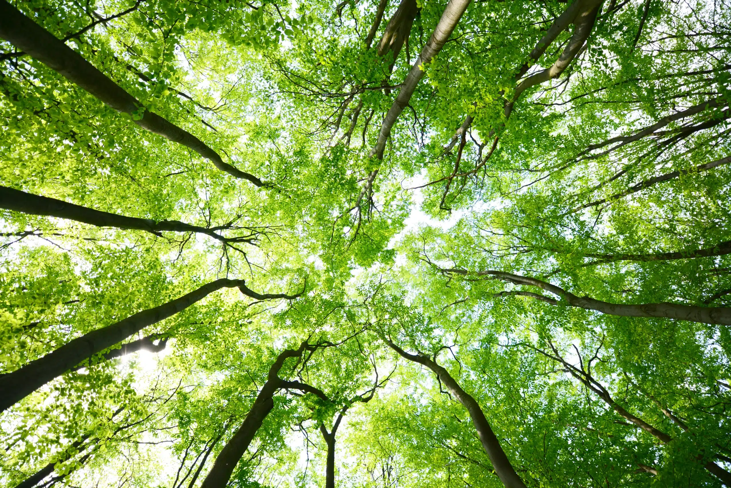 Arbre