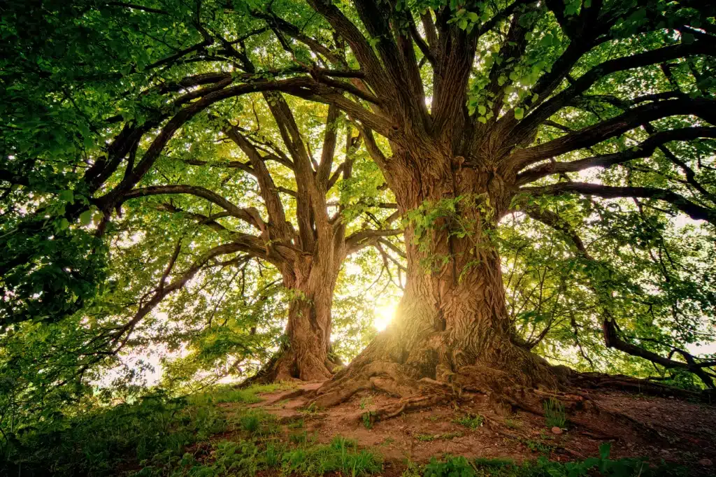 Arbres