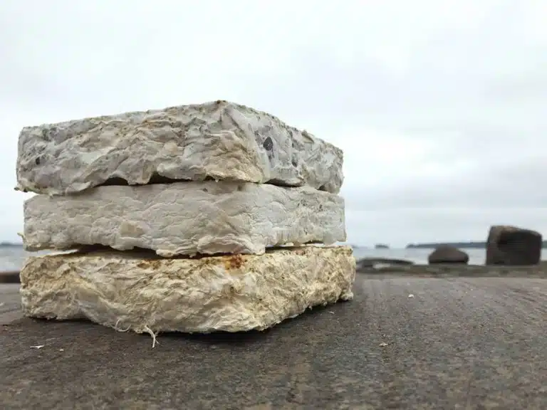 Culture de mycélium sur substrat végétal pour la construction biosourcée