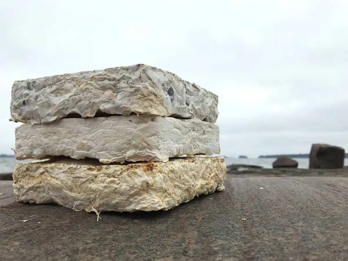 Culture de mycélium sur substrat végétal pour la construction biosourcée