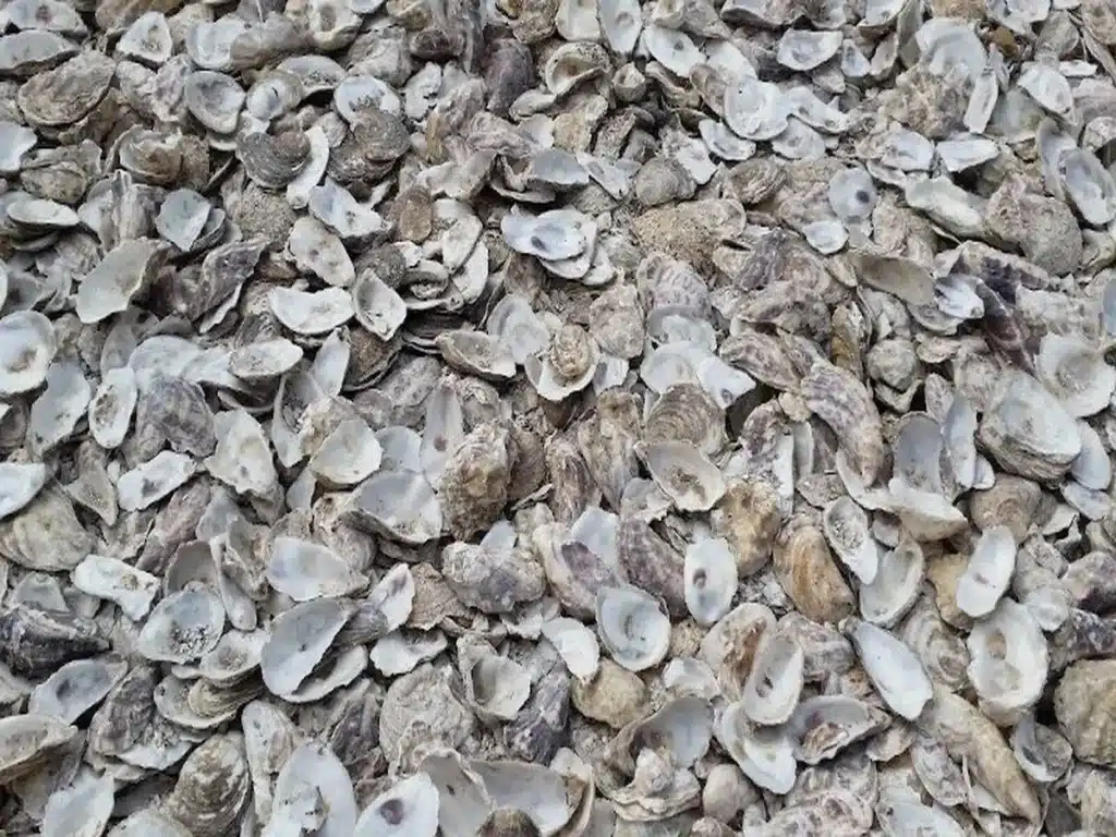 coquille d'huitre - dans la construction durable