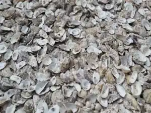 coquille d'huitre - dans la construction durable