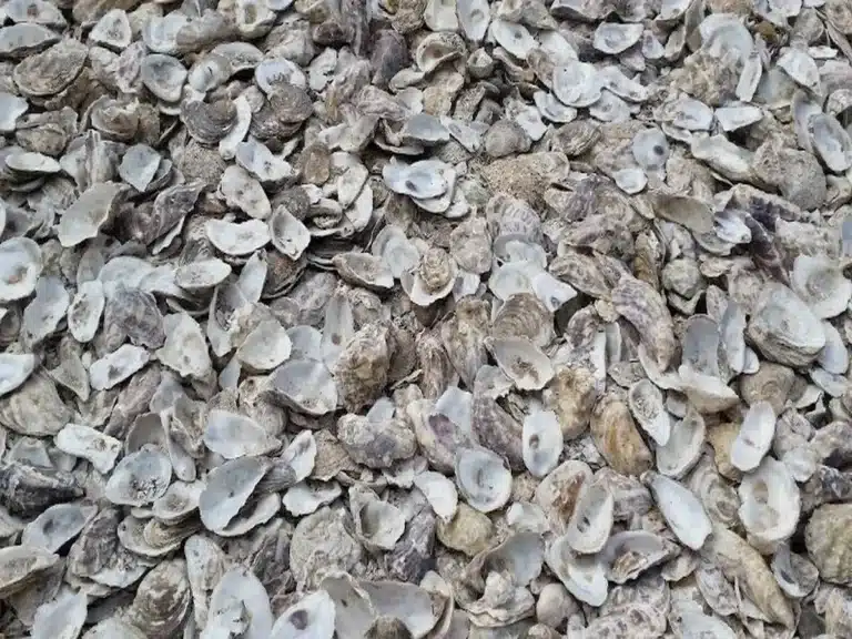coquille d'huitre - dans la construction durable