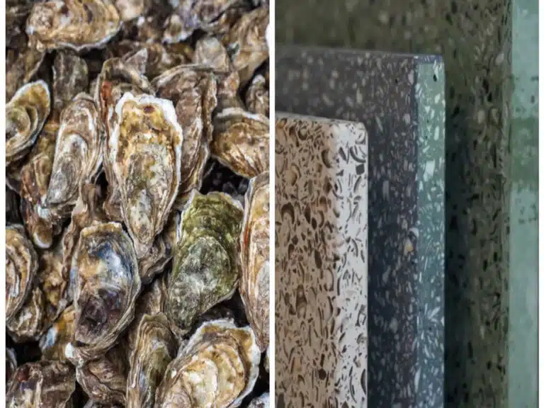 construction durable - matériaux biosourcé , le coquillage