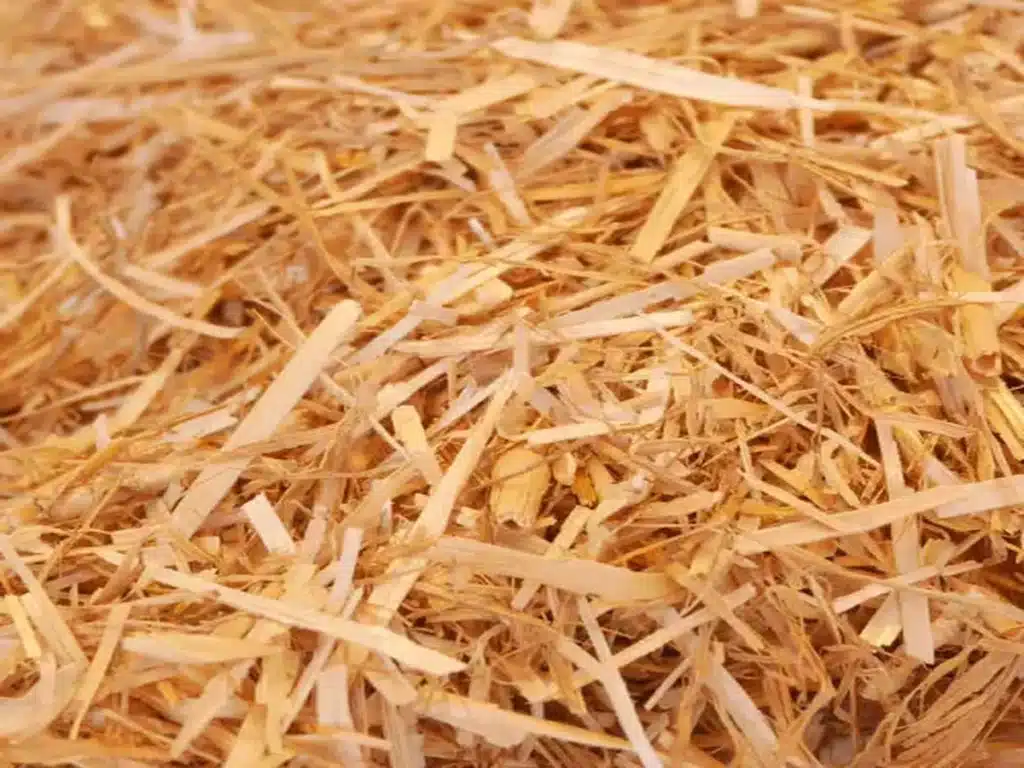 Le miscanthus, cette herbe qui révolutionne la construction