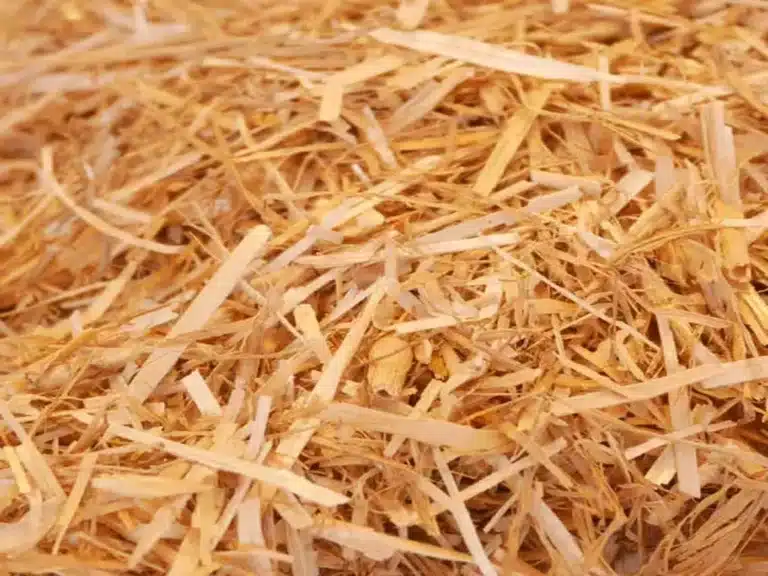 Le miscanthus, cette herbe qui révolutionne la construction