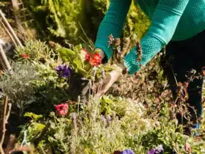 comment avoir un jardin sain sans impacter la biodiversité