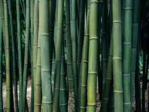 Une nouvelle filière française en construction