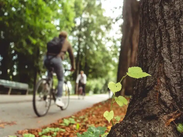 Arbres en ville et îlots de chaleur