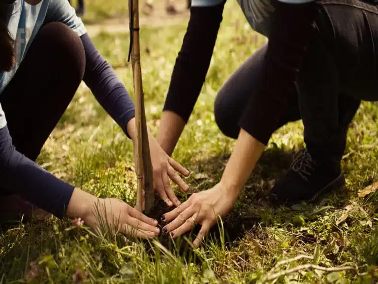 La plantation participative, qu'est ce que c'est ?