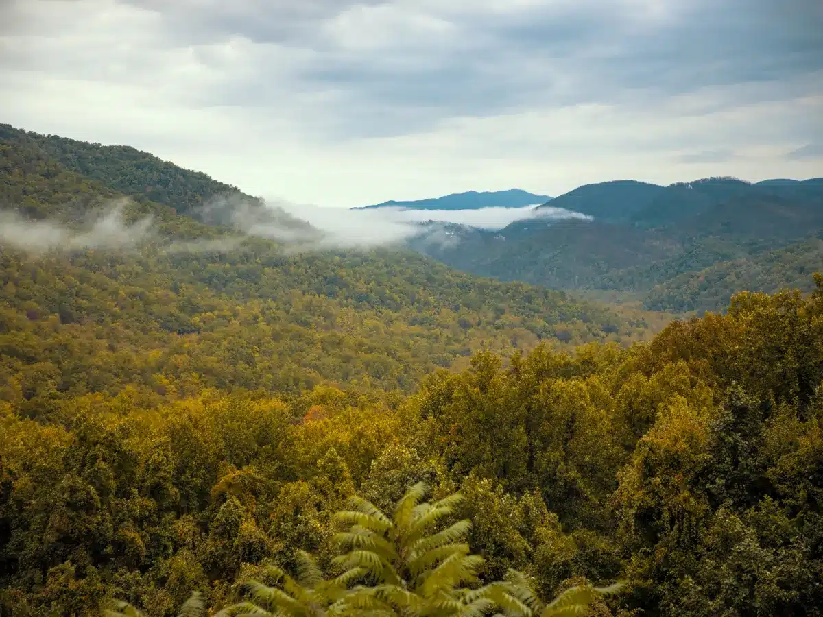 Forêt en Colombie : des innovations simples et adaptées