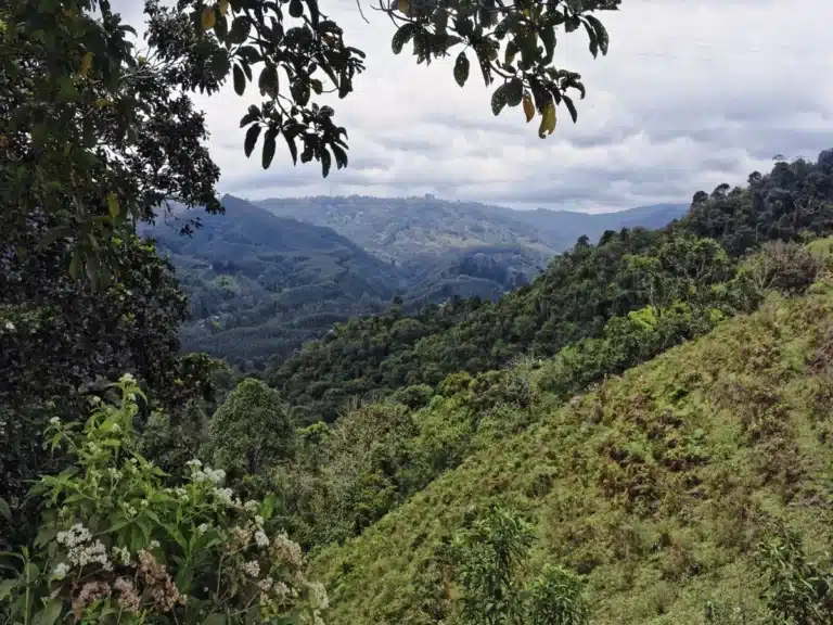 Une forêt en Colombie sur des sols pauvres et instables