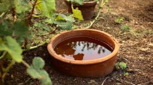 Pourquoi les oyas reviennent dans les jardins ?